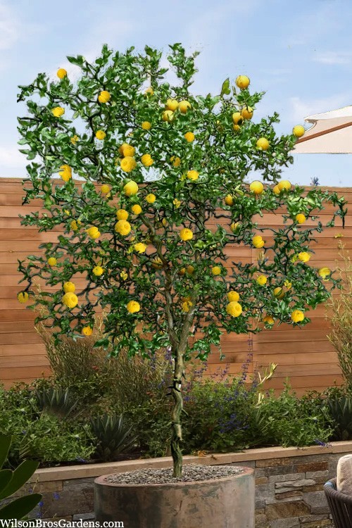 10+ Seeds Hardy Orange, Trifoliate Orange (Poncirus trifoliata) Hardy to Zone 5