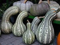 Pumpkin Cushaw Green Striped 250 seeds