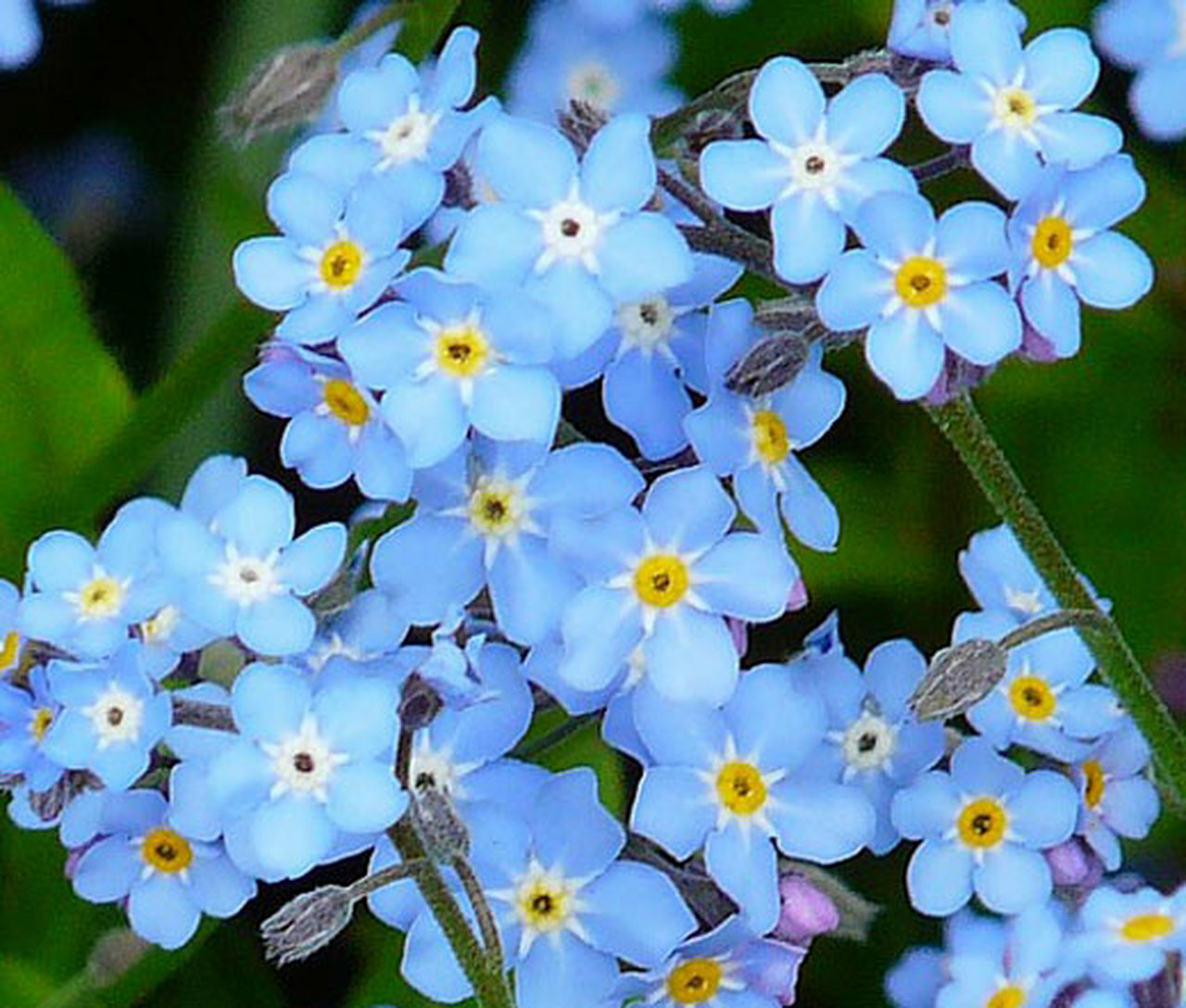 400+FORGET ME NOT Seed Woodland Wildflower Blue Blooms Spring Summer F.Sun/Shade