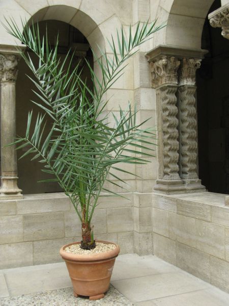 True Date Palm, Phoenix dactylifera, Tree Seeds (Showy, Edible, Evergreen)