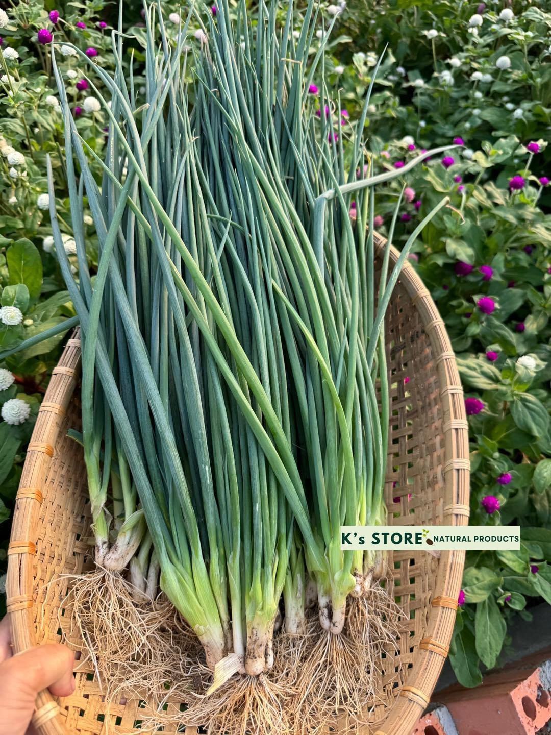 White Bunching Onion Seeds, Scallions, NON-GMO, Heirloom, FREE SHIPPING