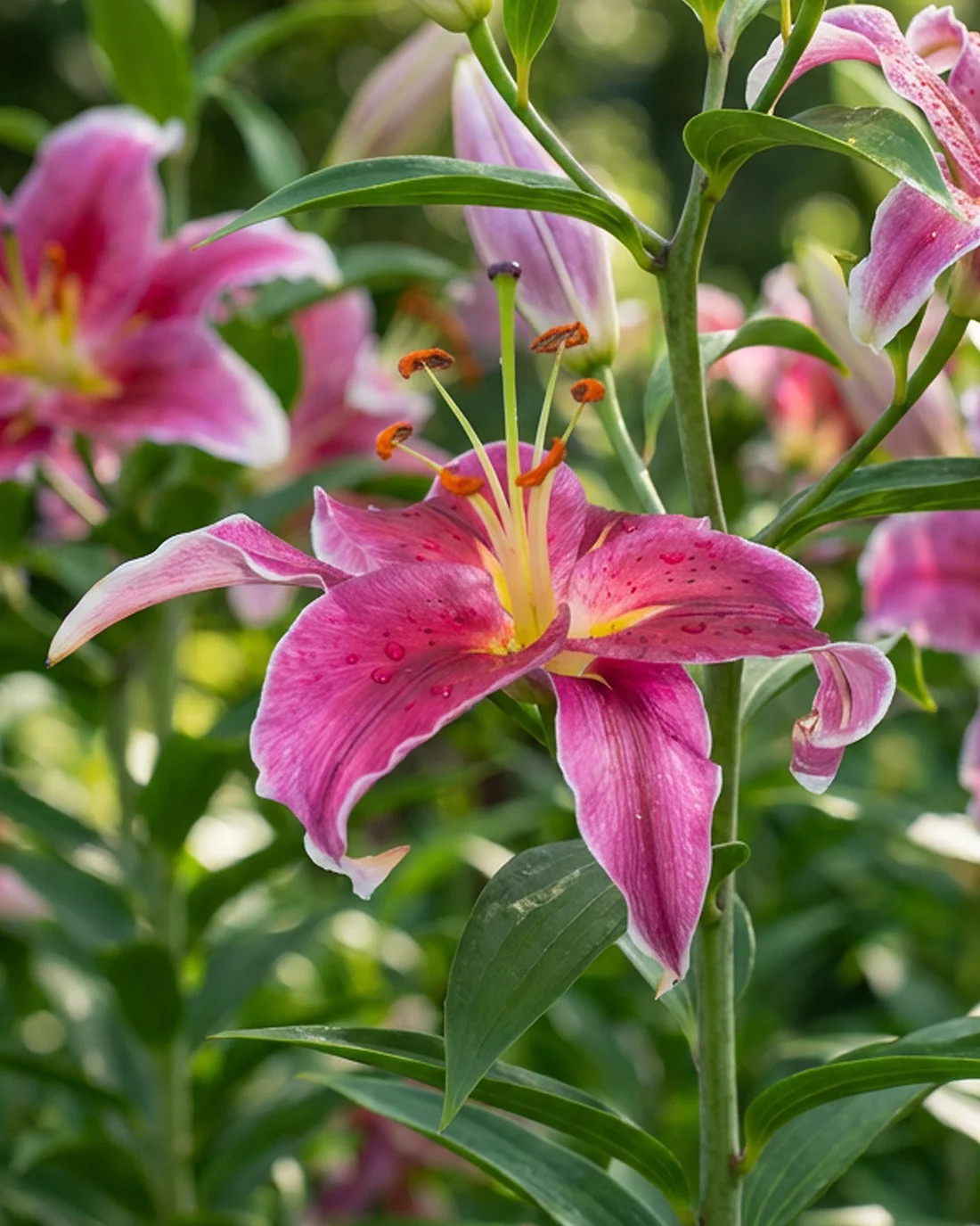 Trogan Asiatic Lily – 5 bulbs