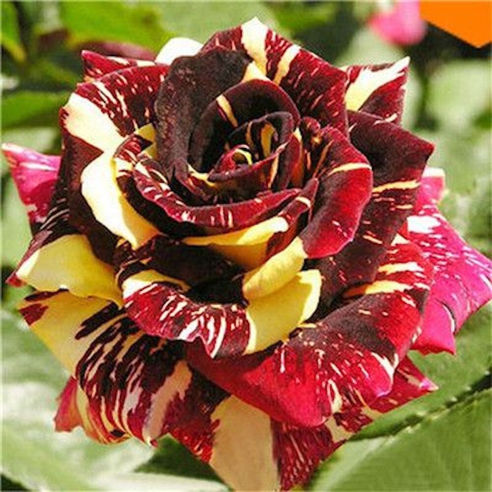 20 SEEDS for Burgundy Wine/yellow Dragon striped Rose flower Bush Rare US Seller