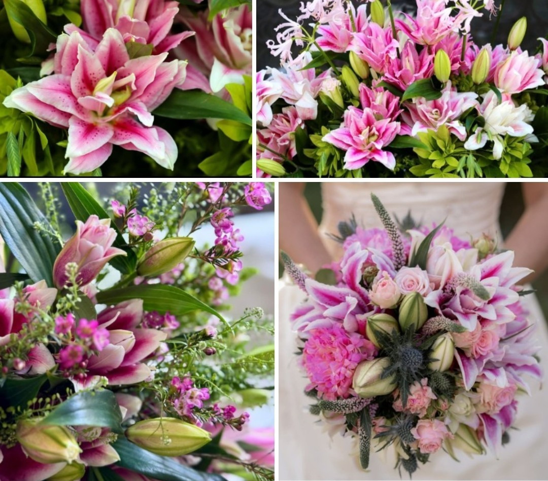 Lily Flower Bulbs 4 Rose Lilys Mixed Flowers Roselily Butterfly Garden Plants