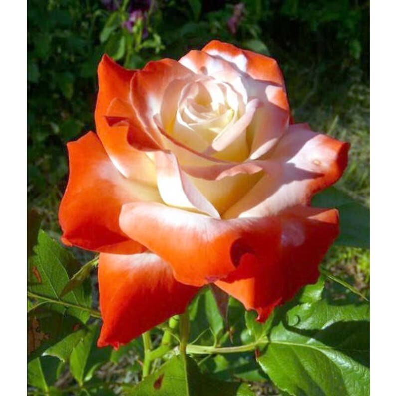 30+ Seeds|Orange White Flower Perennial Rose Seeds #1054
