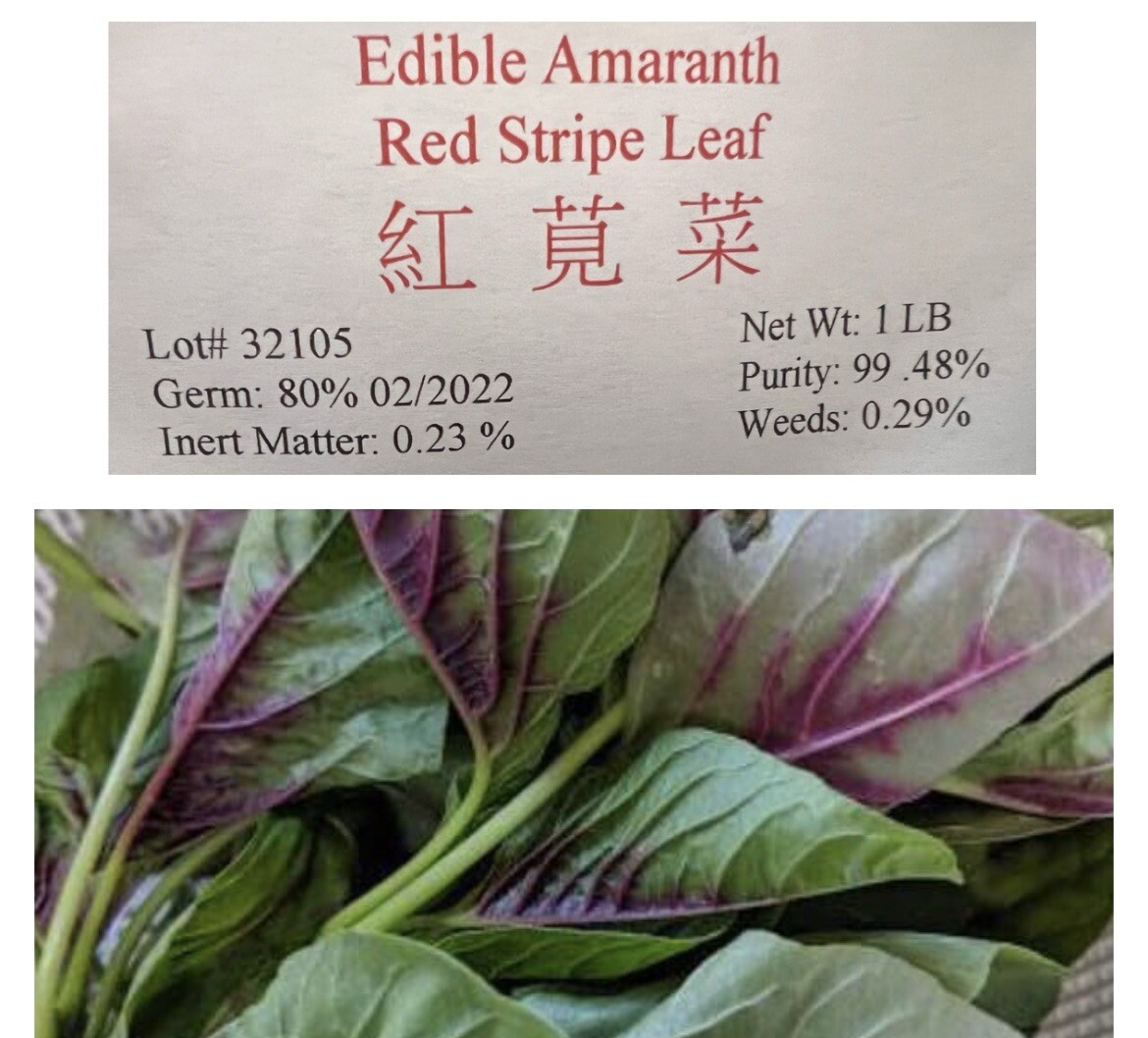 5x 5000+ SEEDS RED AMARANTH STRIPE LEAF CHINESE SPINACH YIN CHO Rau Den Tia