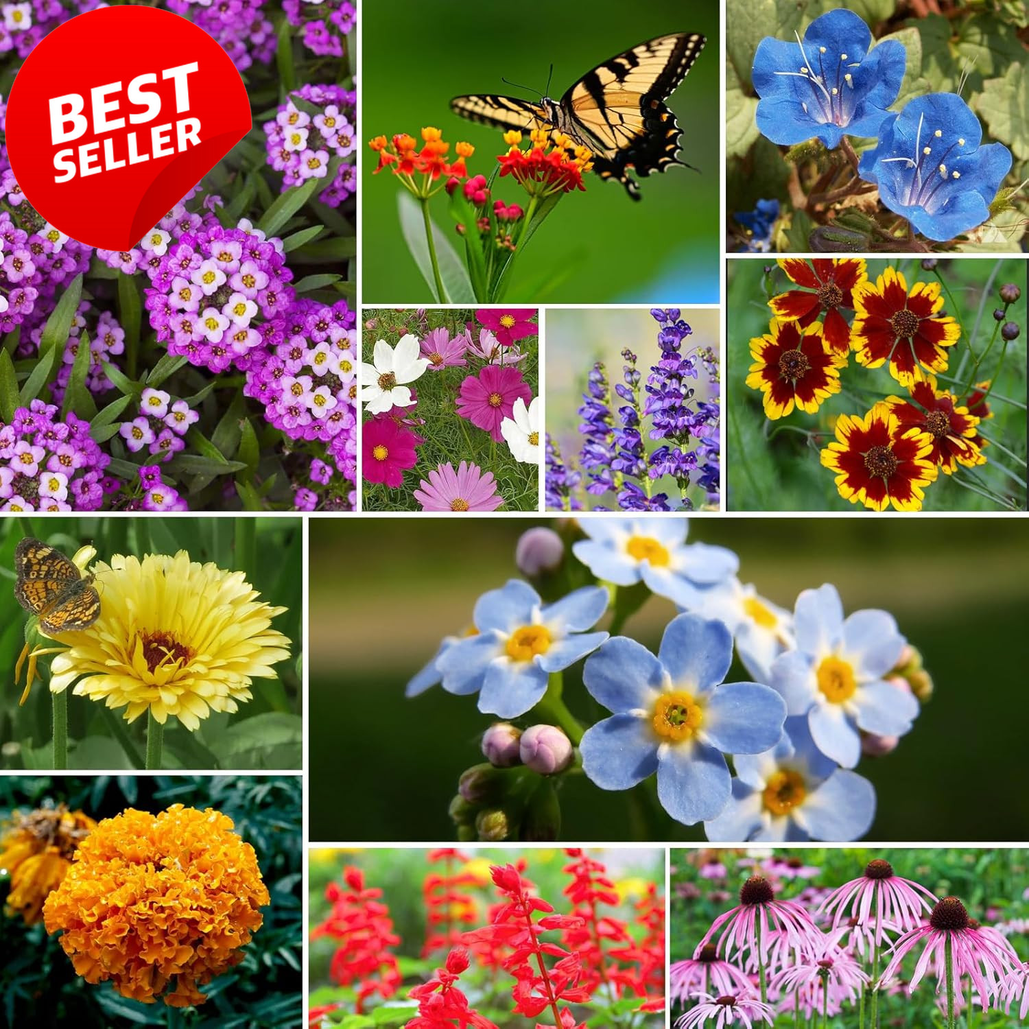 Perennial Wildflower Seeds 1/4 lb 100K Mix 26 Var Pollinator Zones 3-10 – US