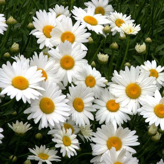 SHASTA DAISY Chrysanthemum Perennial Heirloom Flower Meadow Non-GMO 200 Seeds!