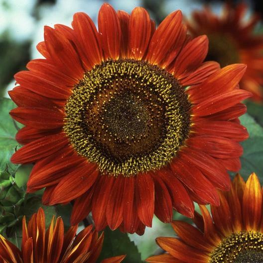 Sunflower HERE COMES THE SUN Mix 6 Types Bees Love Sunflowers! Non-GMO 50 Seeds!