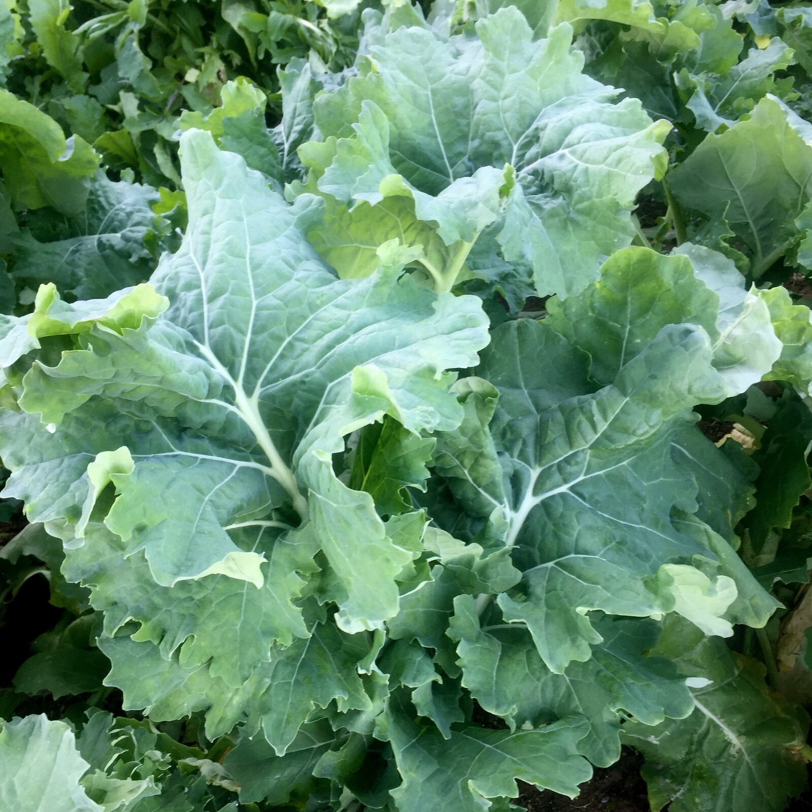 500 DWARF SIBERIAN KALE SEEDS ~ 2026 ~ heirloomseedguy ~ USA