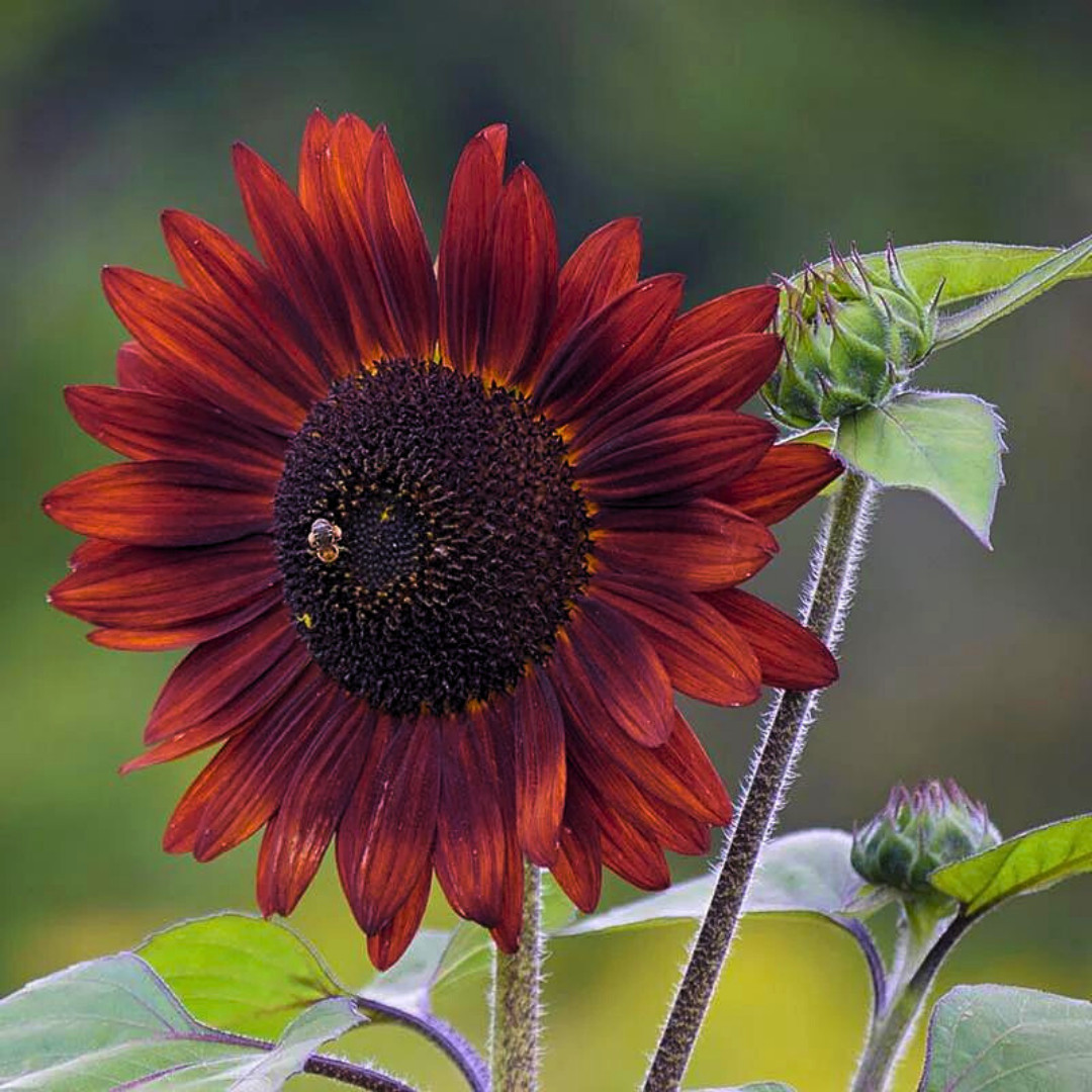Fresh Premium Red Sun Sunflower Seeds | Heirloom Non-GMO | Flower seeds