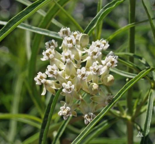 Milkweed NARROW-LEAVED Monarch Butterfly Host Plant White Tall Non-GMO 30 Seeds