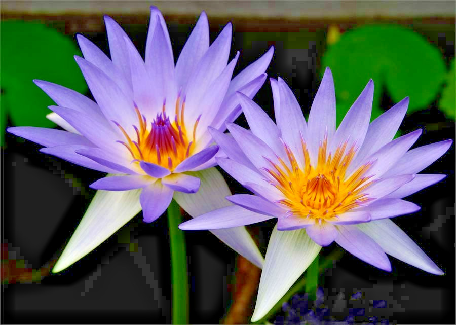 10 EGYPTIAN BLUE WATER LILY SEEDS – Nymphaea Caerulea