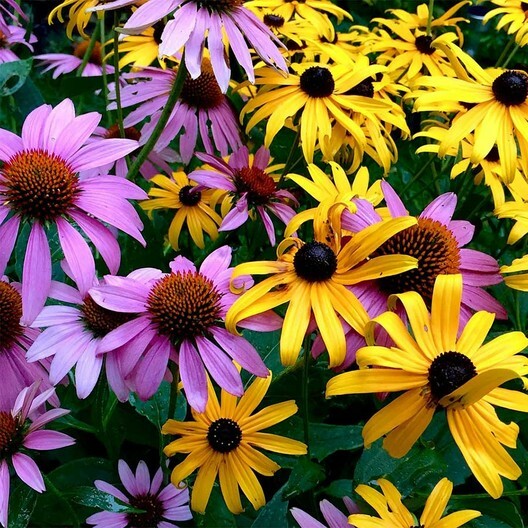 DYNAMIC DUO: ECHINACEA & BLACK EYED SUSAN Mix NA Native Non-GMO 250 Seeds!