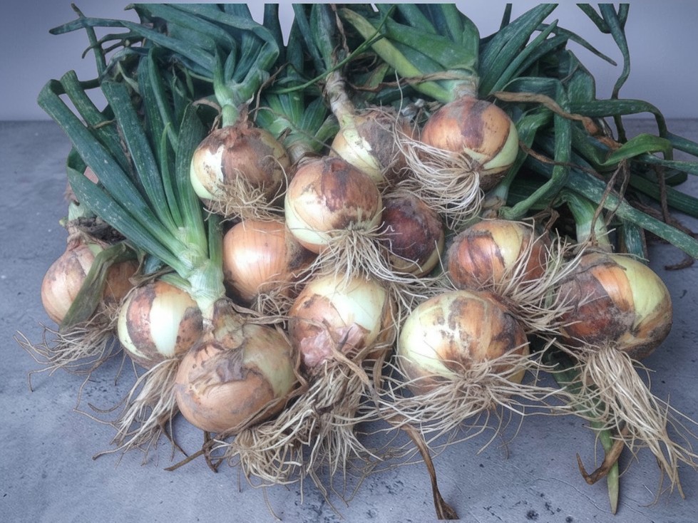 Texas Super Sweet Onion Seeds