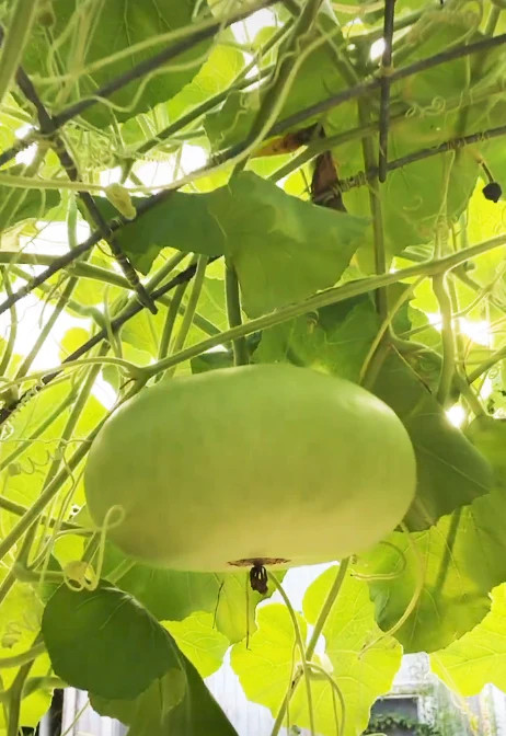 Corsican Gourd Seeds | Hard-Shelled African Bowl Bottle Art Gourds Seed 2024