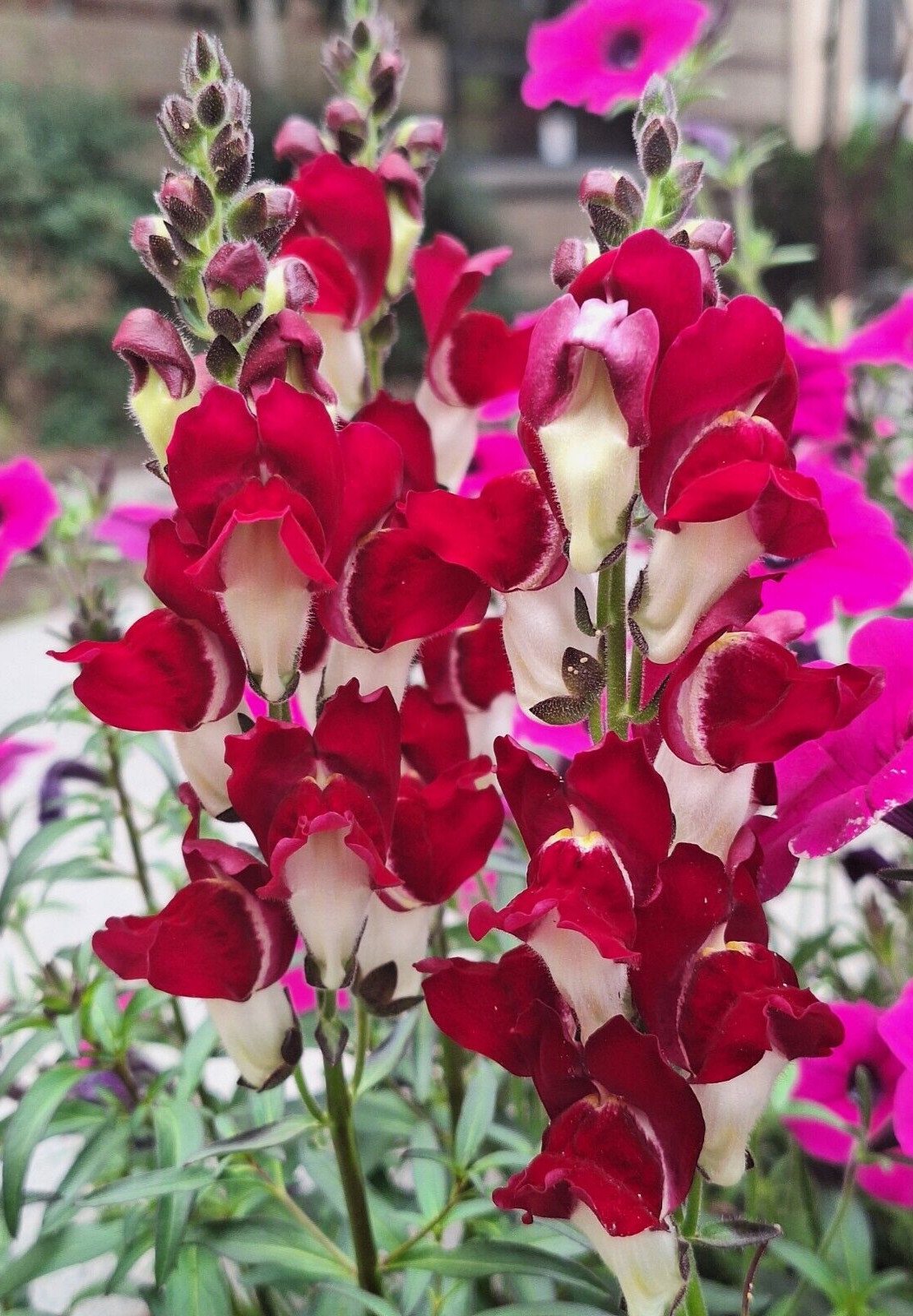 SNAPDRAGON NIGHT AND DAY 203 SEEDS DEEP-RED WITH A WHITE THROAT.