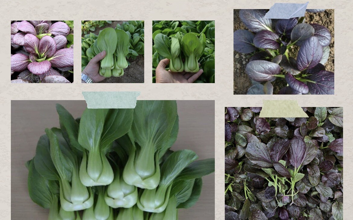 Purple/Green Bok Choy F1 hybrid Cabbage Seeds 40~45 days. Shanghai Pak Choy