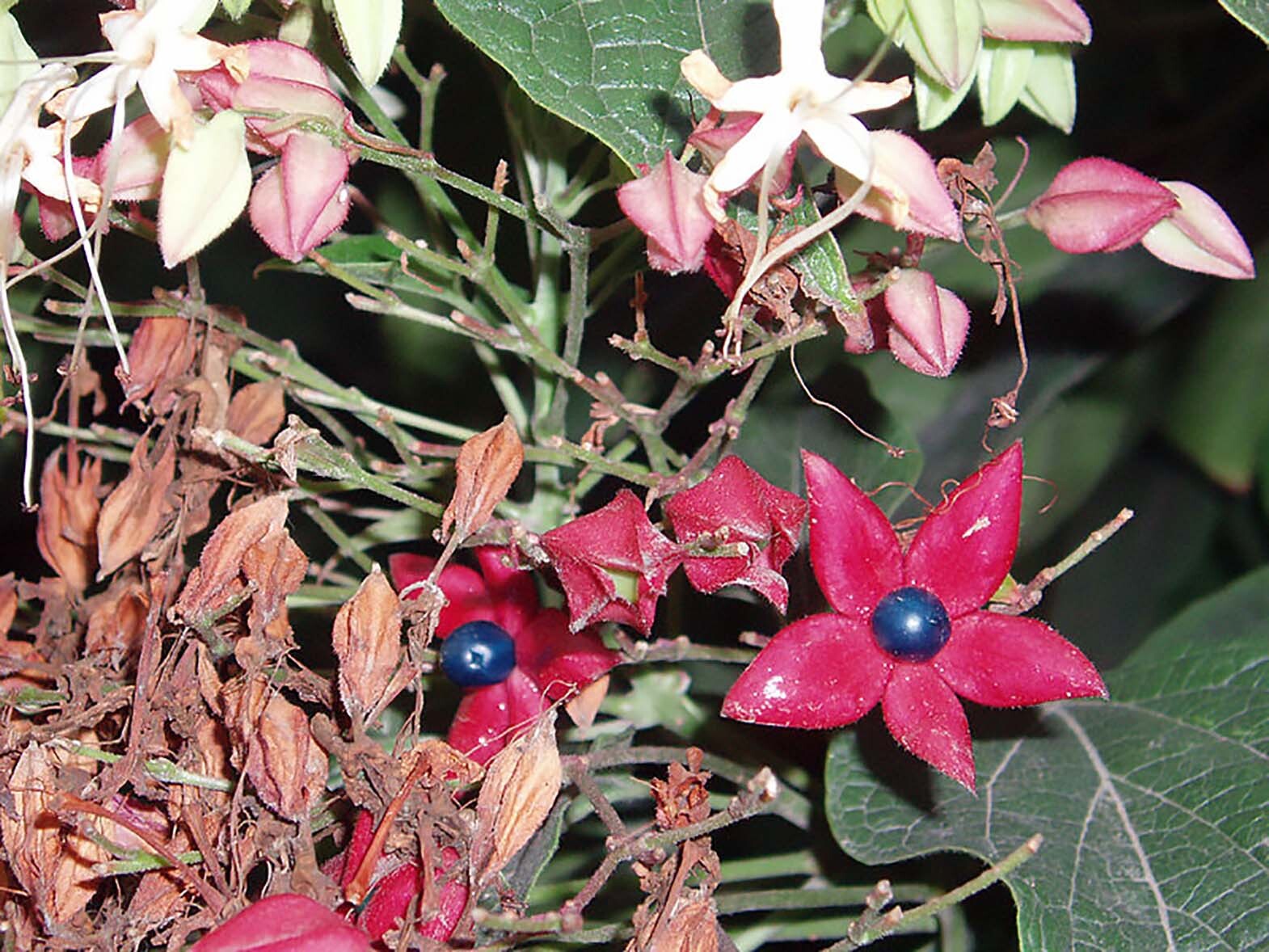 Harlequin Glorybower, Clerodendron trichotomum, Tree Seeds