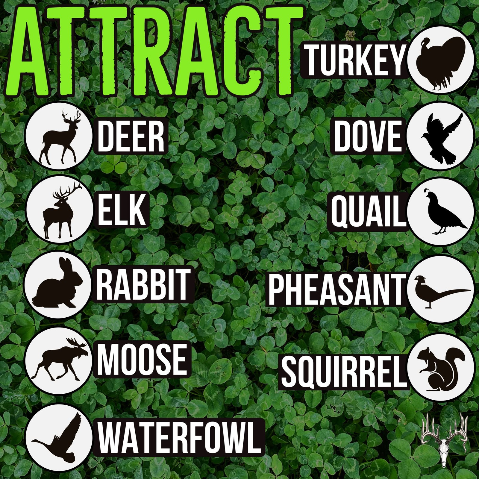 Four Clover Combo Blend, 5LB, Perennial Food Plot Seed, Pheasant, Duck, Dove,…