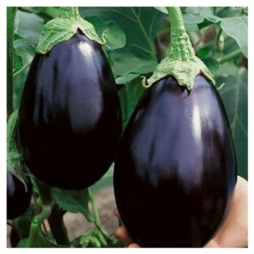 Black Beauty Eggplant: 20+ Seeds