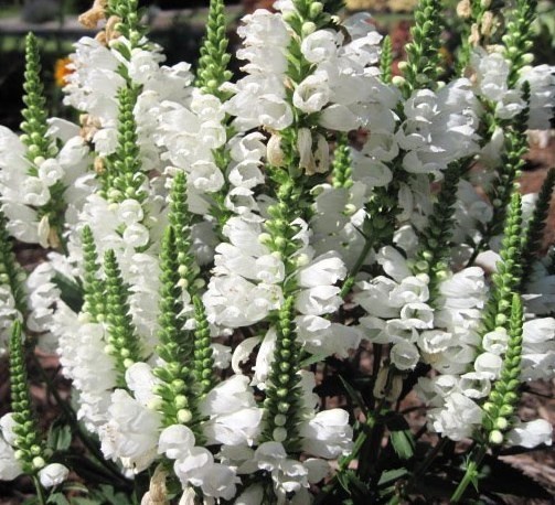 Obedient Plant Seeds, White, False Dragonhead Seeds, Perennial Wildflower, 50ct