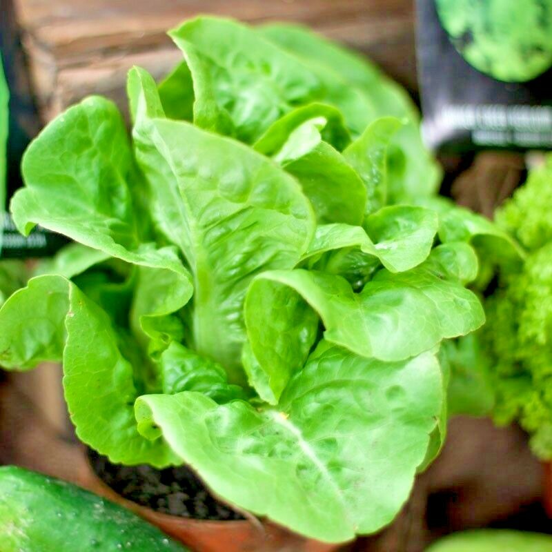 601+LITTLE GEM BUTTERHEAD Seed Leaf Lettuce Organic Spring Fall Garden Container