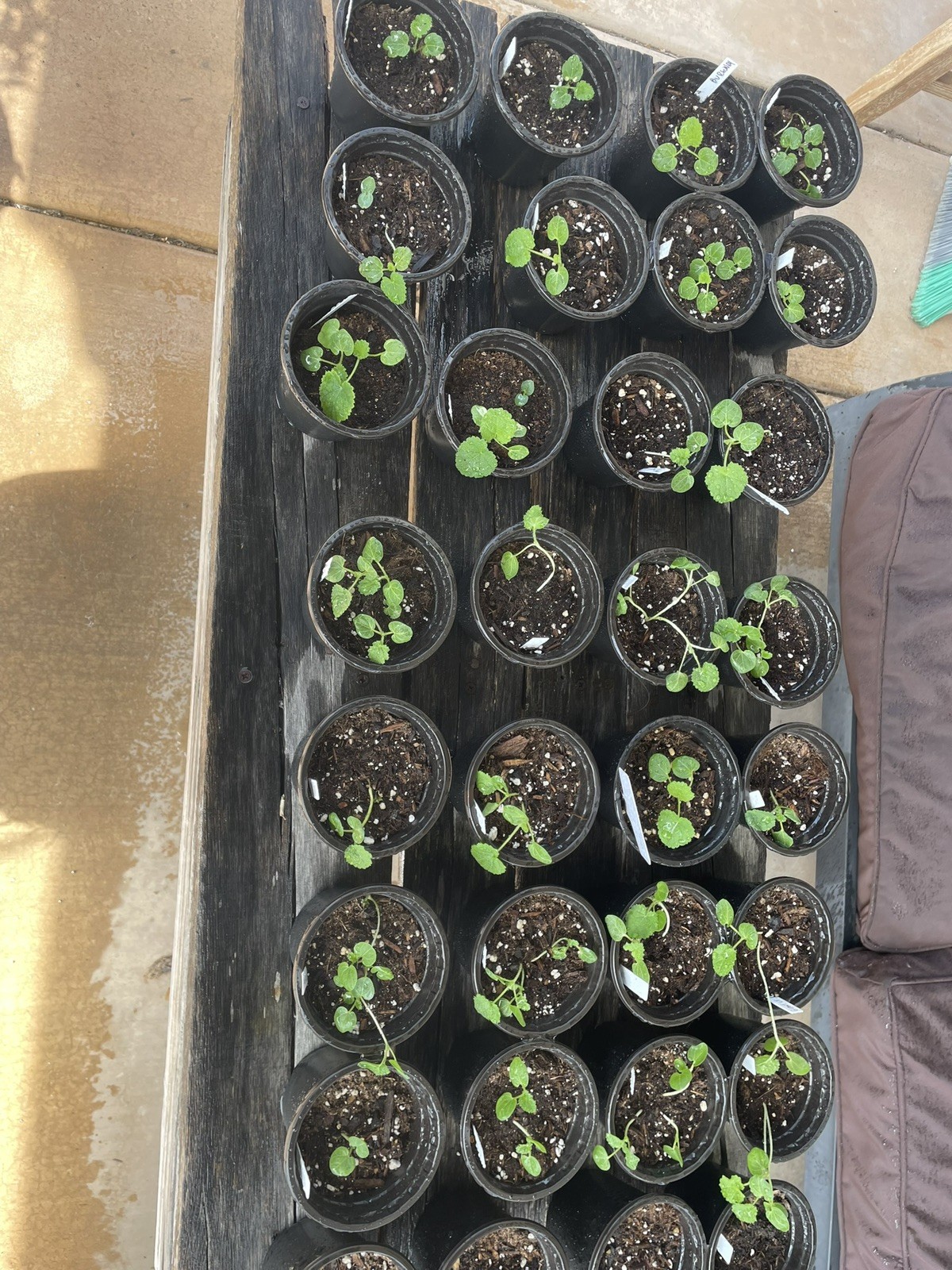 Burgundy Hollyhock Seeds w/ 80% Germination, Fresh 2026 , 100 Seeds
