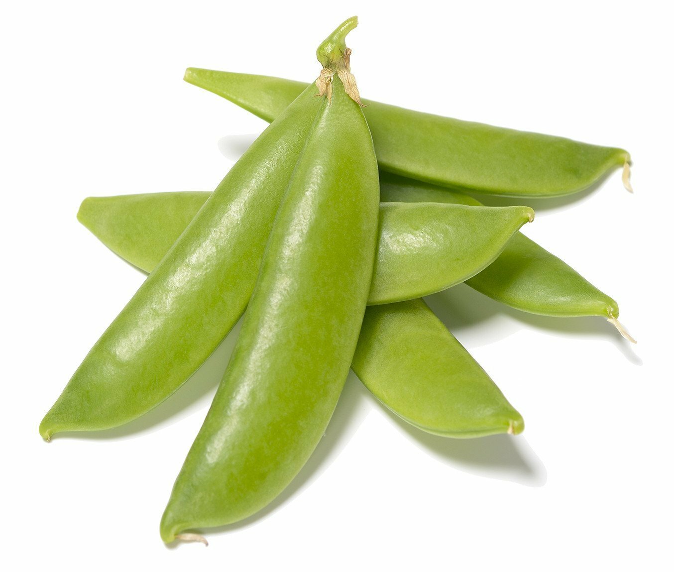 Organic Sugar Daddy Snap Pea – Pisum sativum
