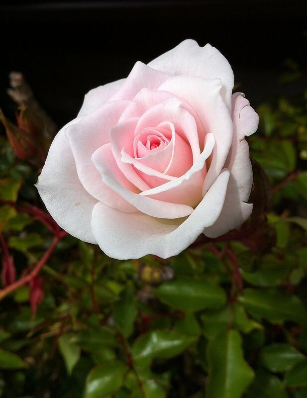30+ Seeds|White Pink Hybrid Tea Flower Perennial Rose Seeds #1051