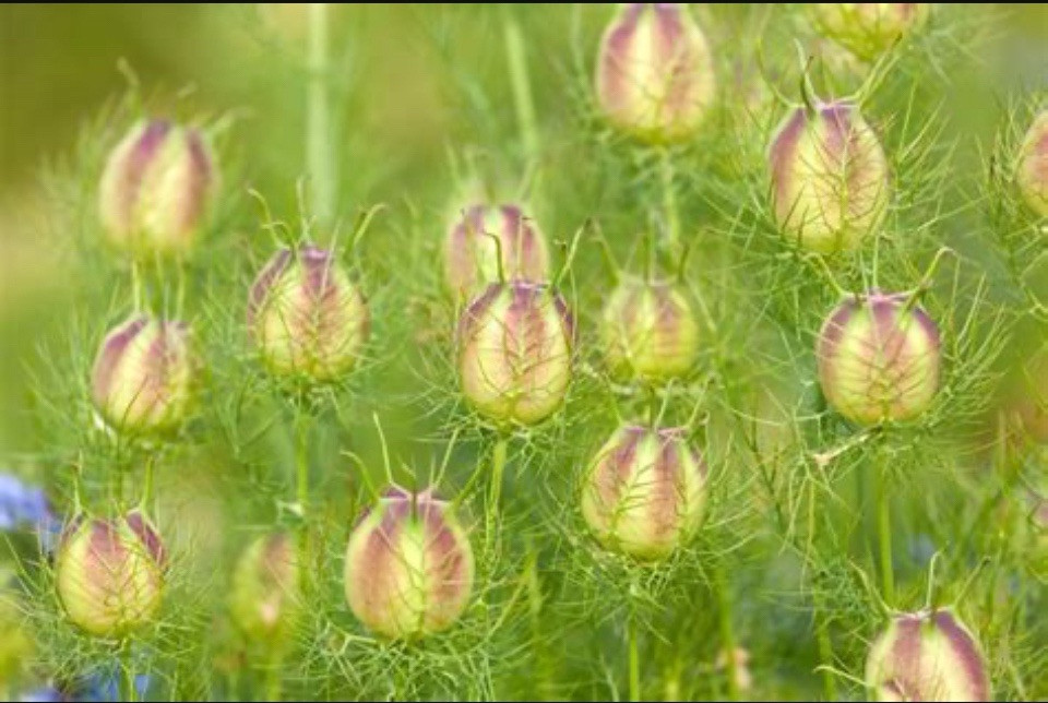 3,000 + Love In a Mist Organic Nigella Flower Seeds Unique Cut Decorative Pods