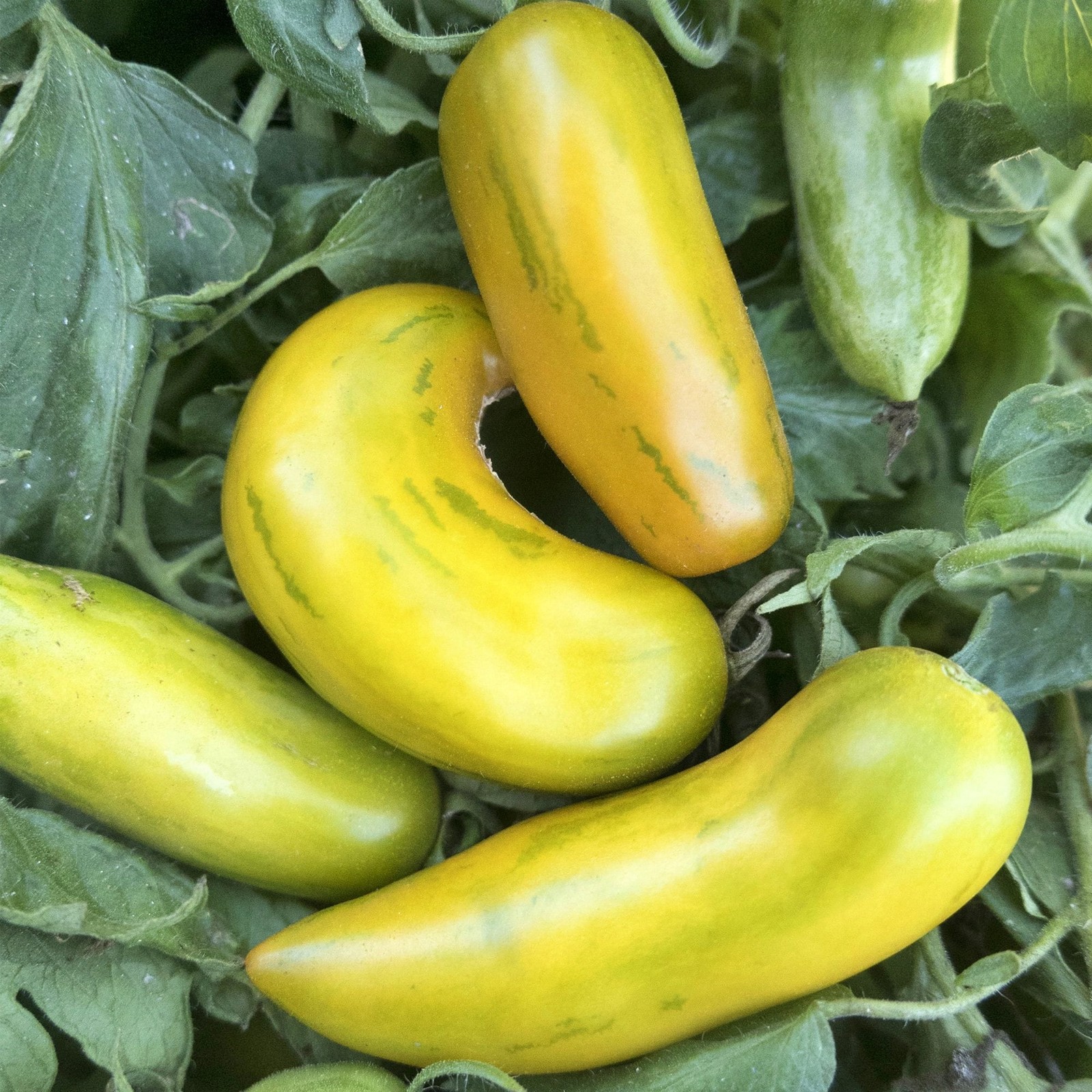 Green Sleeves, Tomato