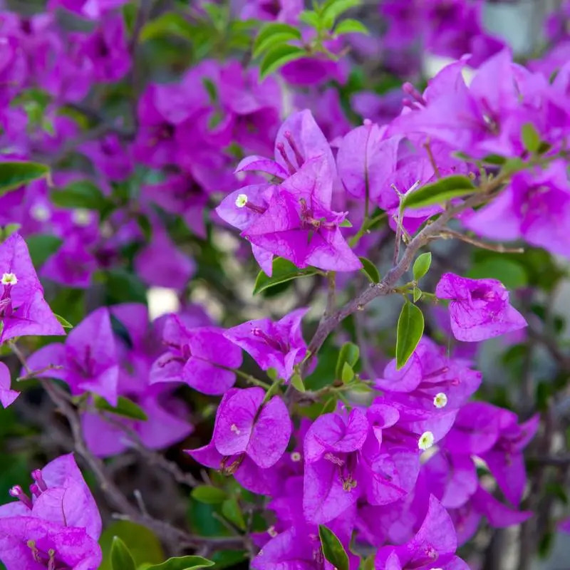 Multicolor Bougainvillea, Trangular Plum-South American Jasmine 50 Seeds , Strik