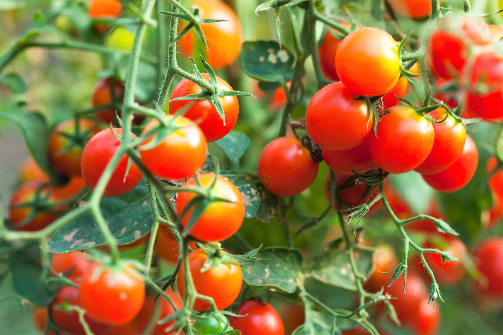 80 Sub ARCTIC PLENTY TOMATO Solanum Lycopersicum Red Determinate Heirloom Seeds