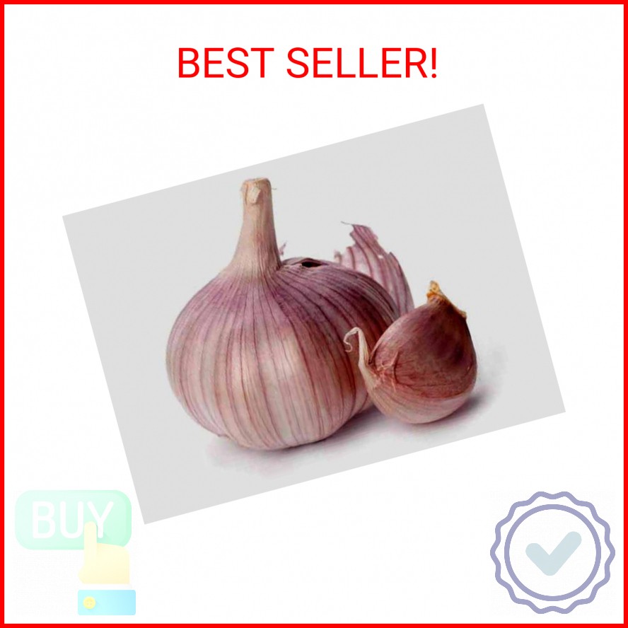 Garlic Bulb (10 Pack), Fresh Siberian HARDNECK Garlic Bulb for Planting and Grow