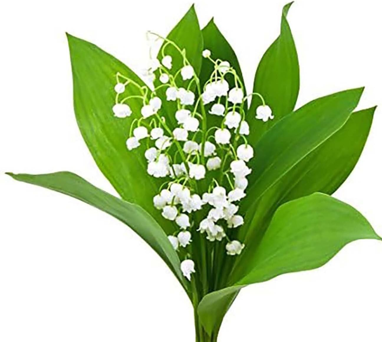 20 Large Lily of the Valley Bare Root Pips – Fresh May Blooms from Holland