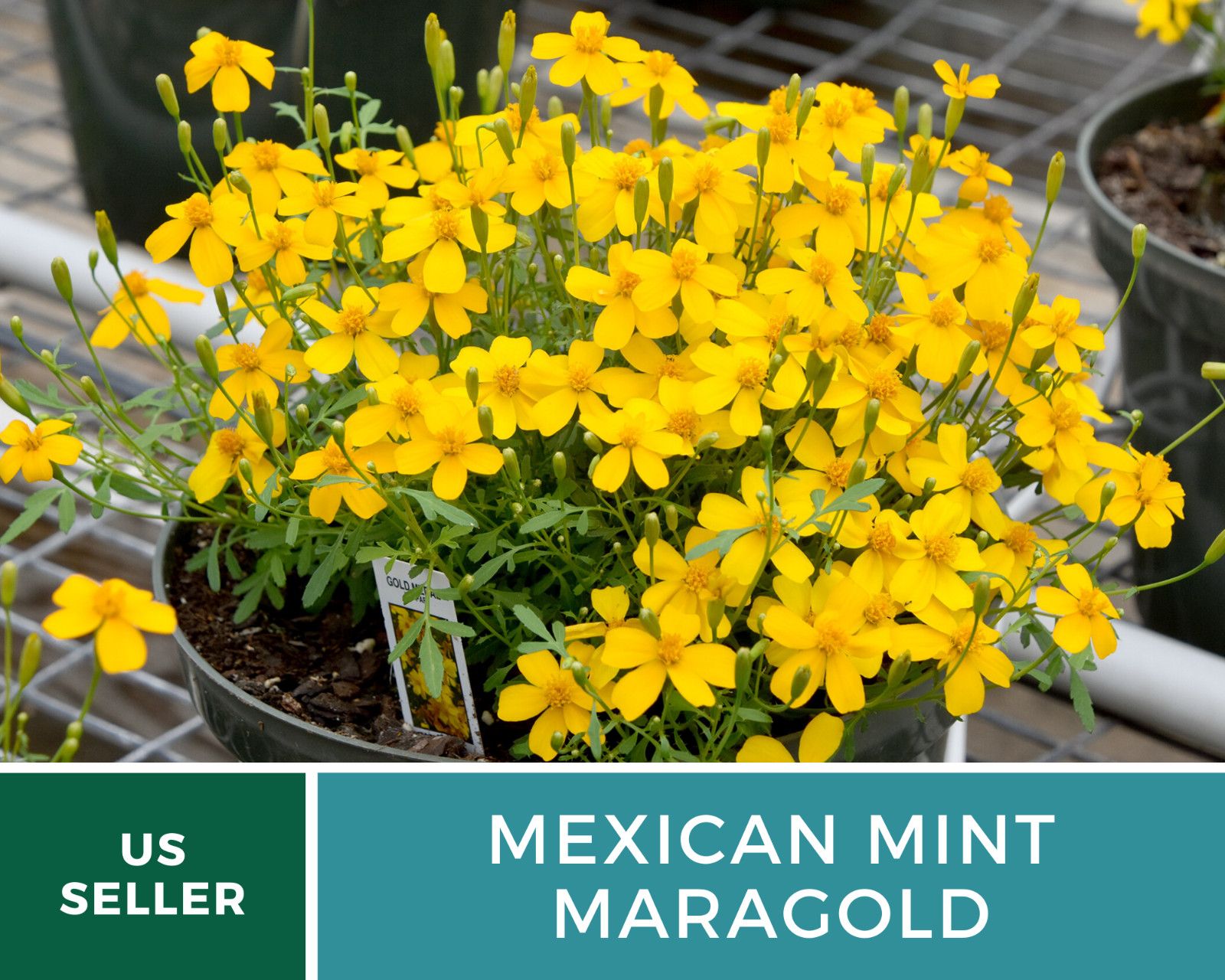 Mexican Mint – 50 Seeds – Medicinal & Culinary Herb (Tagetes lucida)