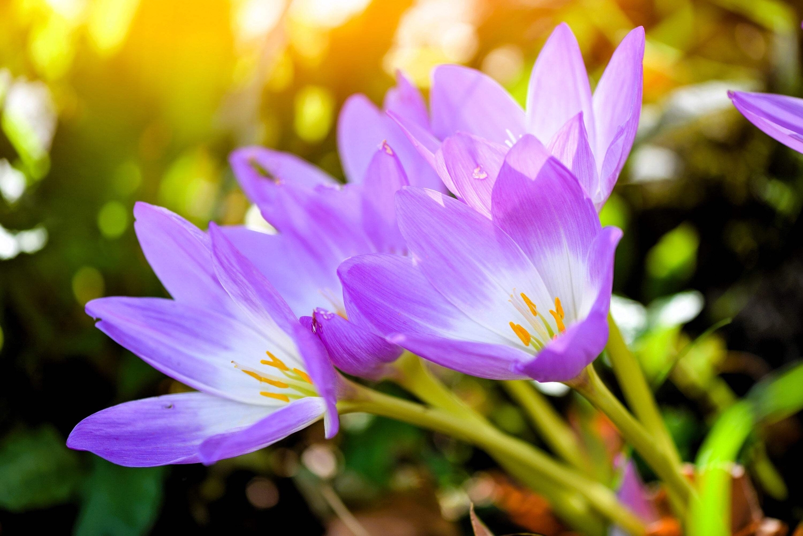 10 AUTUMN CROCUS Colchicum Autumnale Meadow Saffron Flower Seeds *Comb S/H