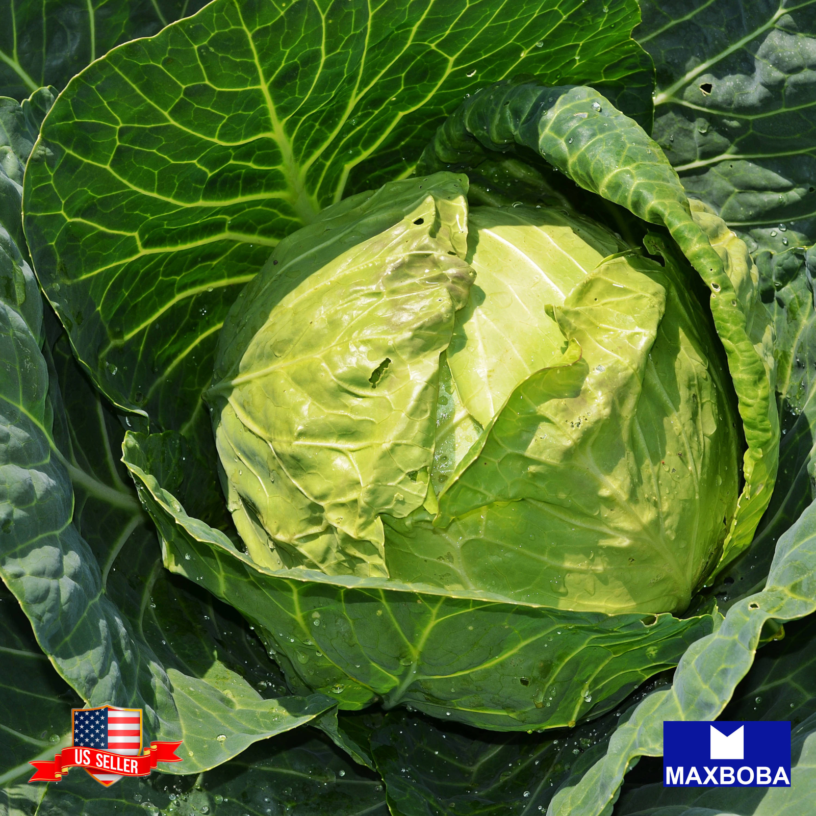 Cabbage Seeds All Seasons Organic Non-GMO Heirloom