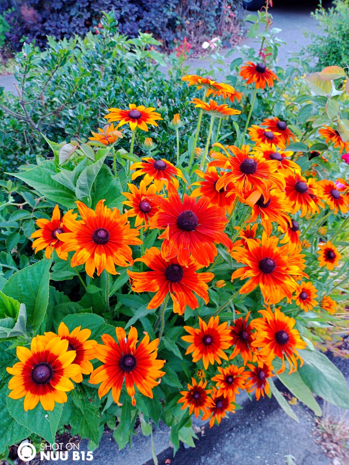 Echibeckia “Summerina” Echinacea x Rudbeckia Cross Seed