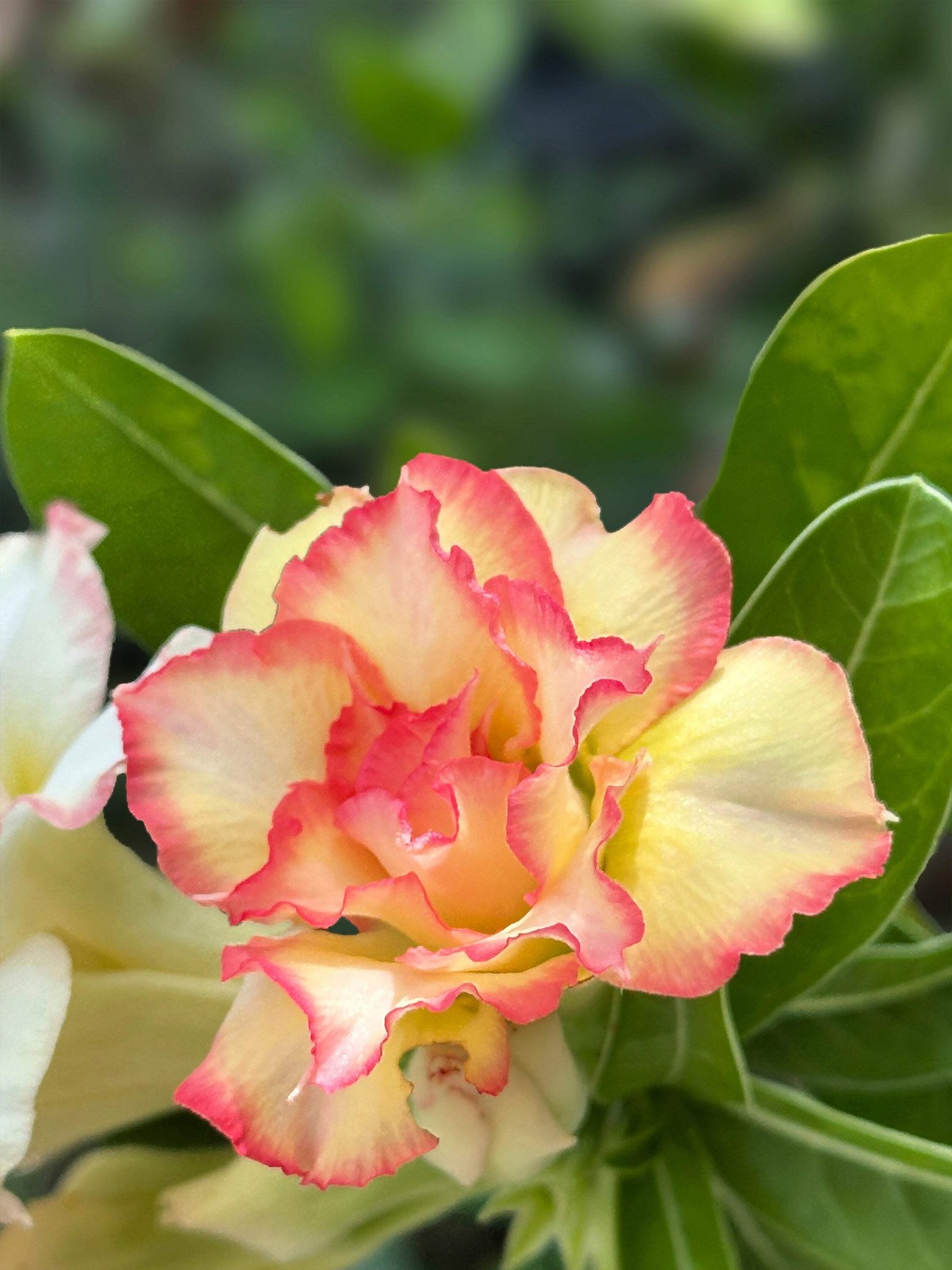 10 Mixed DESERT ROSE / ADENIUM Obesum African Houseplant Flower Seeds *Comb S/H
