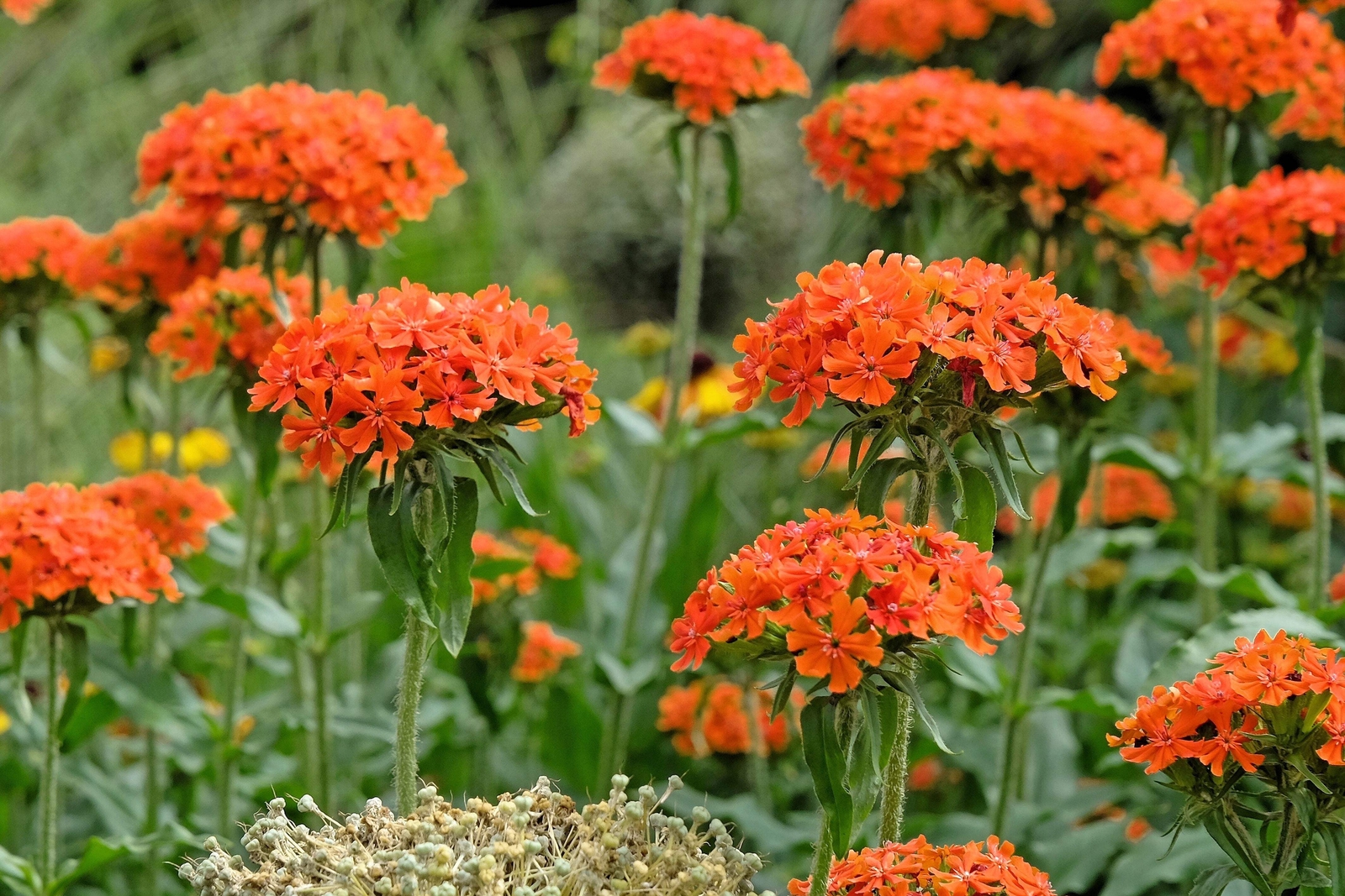 300 MALTESE CROSS (Jerusalem Cross / Campion) Lychnis Chalcedonica Flower Seeds