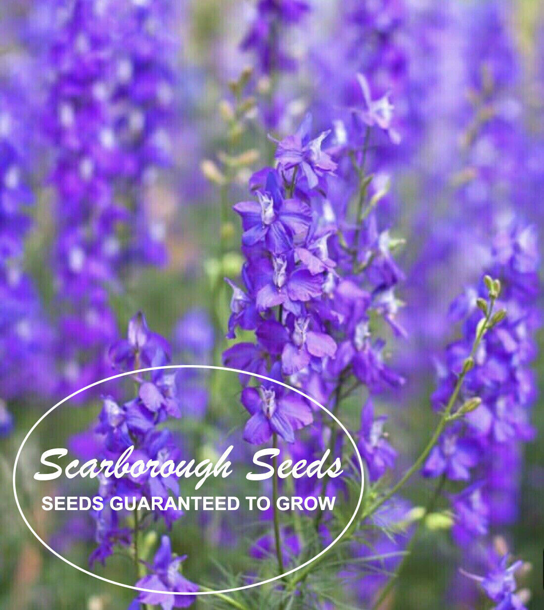 Scarborough Seeds 500 Hyssop Seeds, Bees & Butterflies, Blue-Violet,