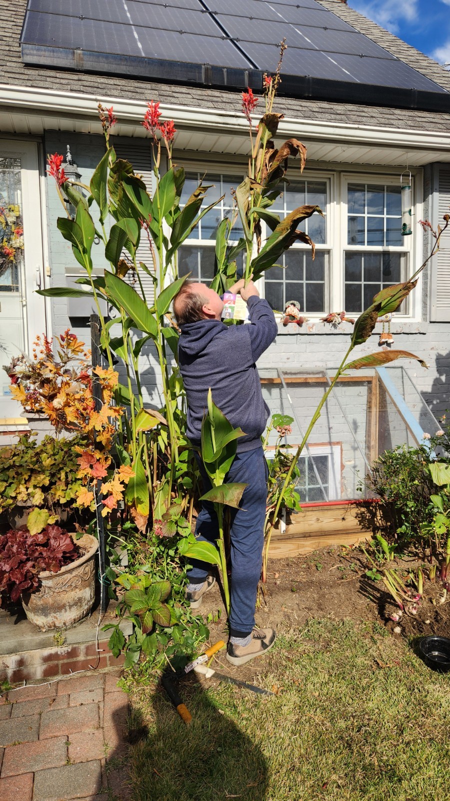 Huge, 12-15 ‘ Red Canna Lily 12 Total Rhizomes
