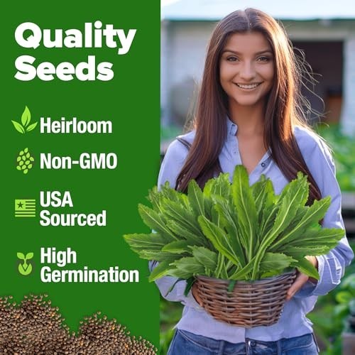 Culantro Seeds 360 Non GMO Heirloom Herb Seeds Heat Resistant Grow Indoors
