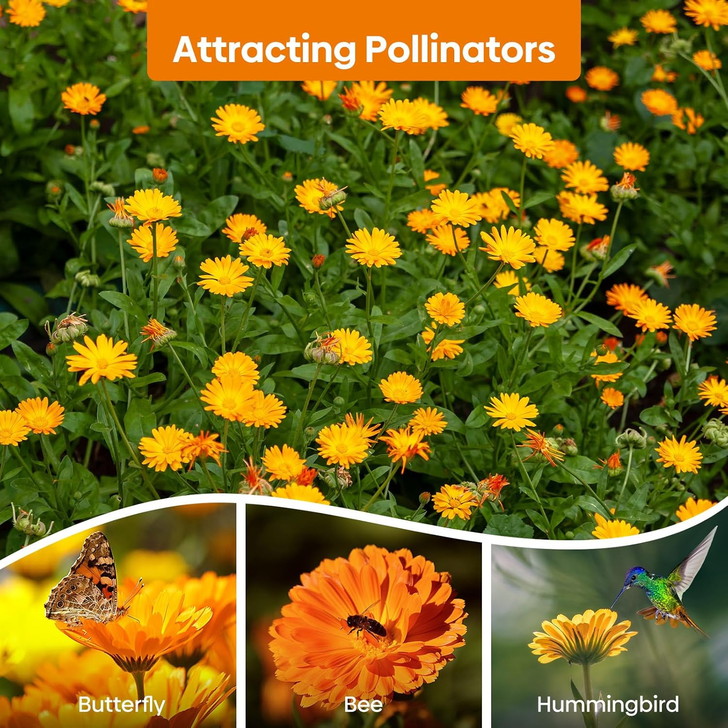 Calendula Seeds Pacific Beauty Mix, 3000+ Calendula Officinalis Seeds, Open Poll