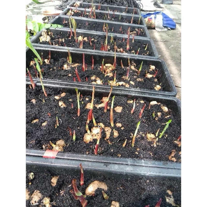 AUTHENTIC Heyna Caladium 1 bulb