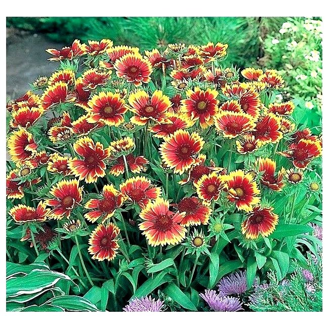 200+INDIAN BLANKET FLOWER Seeds Annual Native Wildflower Drought Heat Container