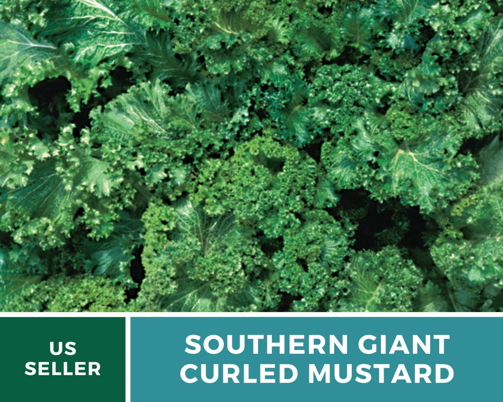 Mustard, Southern Giant – 250 Seeds – Sow Spring & Summer for Fall Harvest – Hei