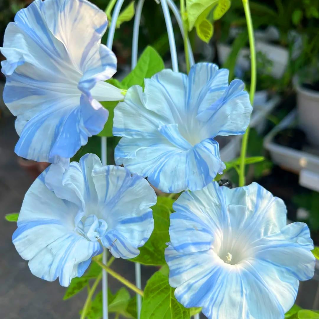 Climbing Petunia Seeds for Planting, 300Pcs Rare Perennial Wave Night Sky